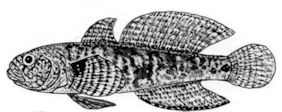 Zosterisessor ophiocephalus_clave